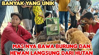 Mas Nya Bawa Burung Dan Hewan Langsung Dari Hutan Banyak Yang Unik