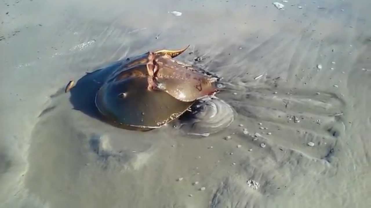 largest horseshoe crab in the world