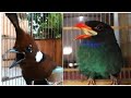 Suara Jernih Burung Cililin Vs Tengkek Buto Gacor Mp3 - Mp4 Download