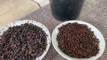 HƯỚNG DẪN CÁCH SỬ DỤNG HẠT DỔI MẮC KHÉN - THẢO DƯỢC BẢO KHÁNH