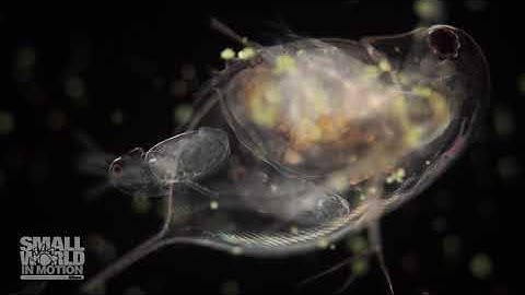 Daphnia Water Flea Giving Birth | 2018 Nikon Small World