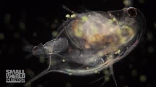 Daphnia Water Flea Giving Birth 2018 Nikon Small World