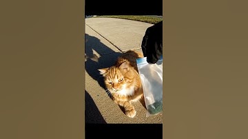 Cop Arrests Cat for Catnip Possession