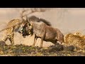 Cheetah Takes on Dangerously Large Prey | Dynasties II | BBC Earth