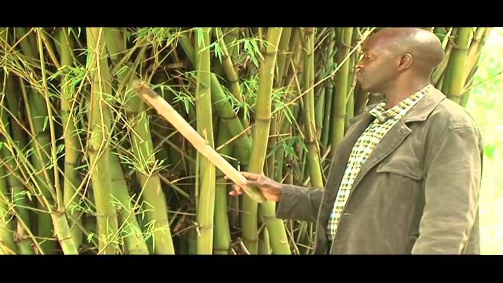 Bamboo Farming in Kenya Trailer