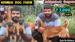 KOMBAI Dogs, Kannai, Chippiparai Native Dog Farm | தமிழ்நாட்டின் பெருமை Kombai dog puppies