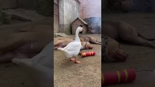 Download Lagu A goose played a prank on a dog.😂  #funny #pets #animals #tricks MP3 Download Lagu A goose played a prank on a dog.😂  #funny #pets #animals #tricks MP3