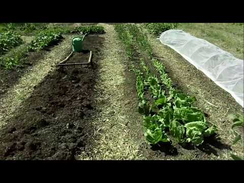 Wideo: Informacje o kompoście wrzosowatym – jak zakwasić kompost