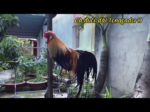 Video Gà đuôi dài (Onagadori) chuối vàng tơ. Đuôi dài từ... - youtube