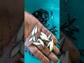 Common carp fish seed