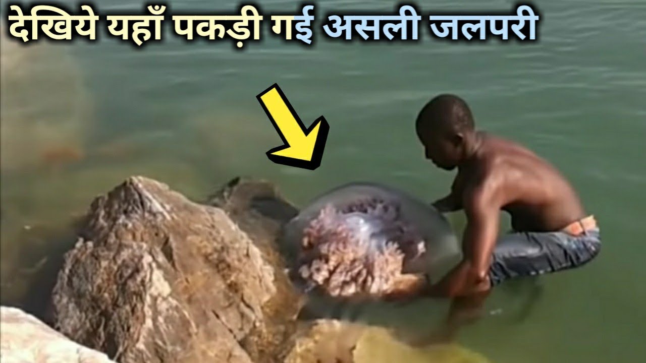 Mermaid Caught On Camera In Real Life असली जलपरी को पकड़ने की घटनाएं