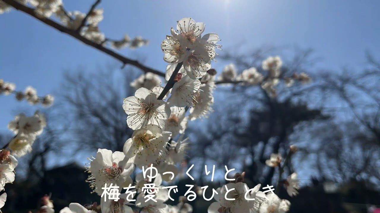 大倉山　観梅会　2026