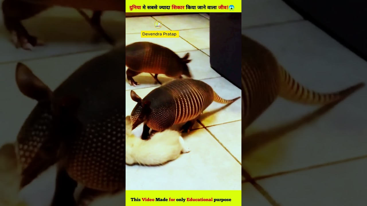 Humans enemy Armadillo!😱 