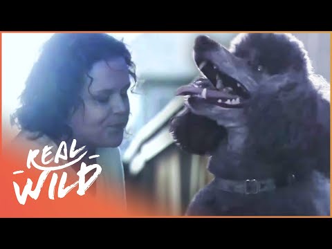 Amazing Dog Saves Owner's Life With Quick Thinking | Pet Heroes documentary thumbnail