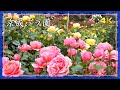 2025年5月9日 京成バラ園(千葉県八千代市)🌹春の美しさがピークに、色と香りに包まれる癒しのひととき【4K】