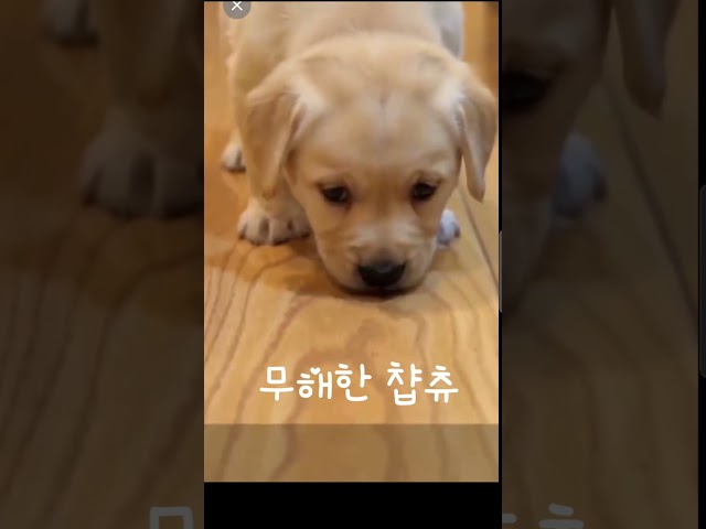 무해한 찹츄 #강아지 #애견영상 #동물농장강아지