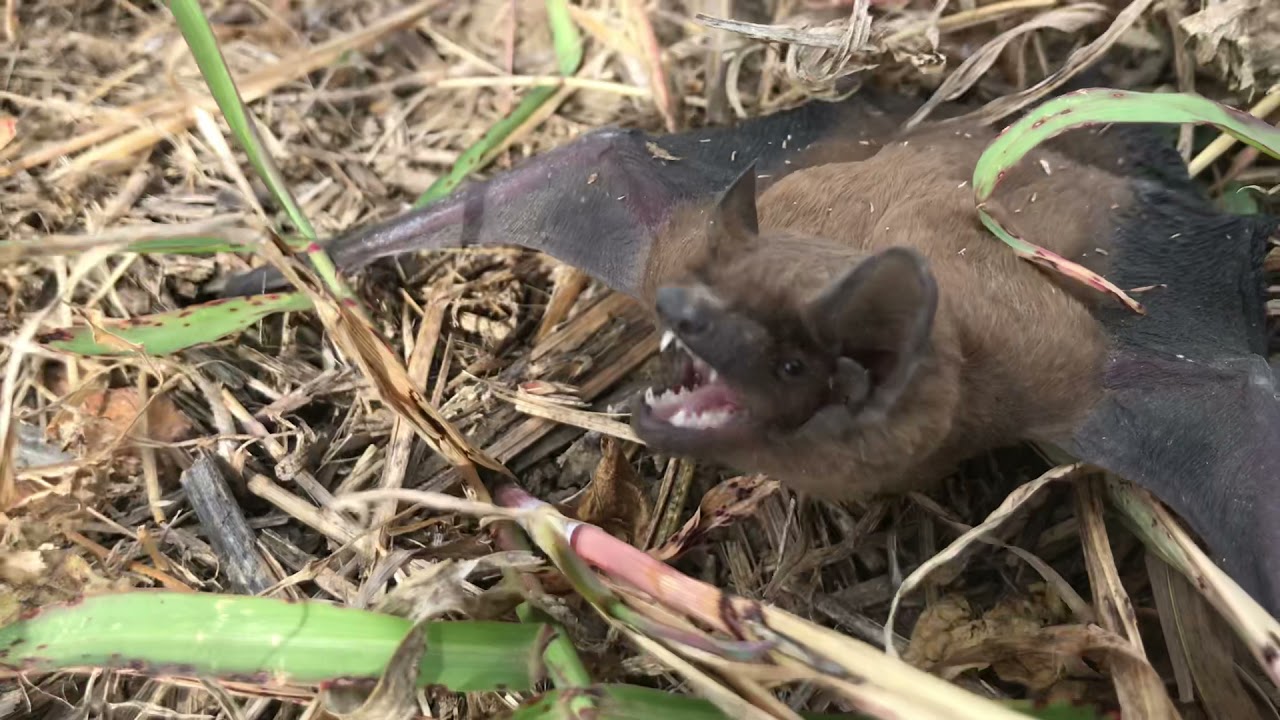 Cum face liliacul și cum arată de aproape ! 🦇