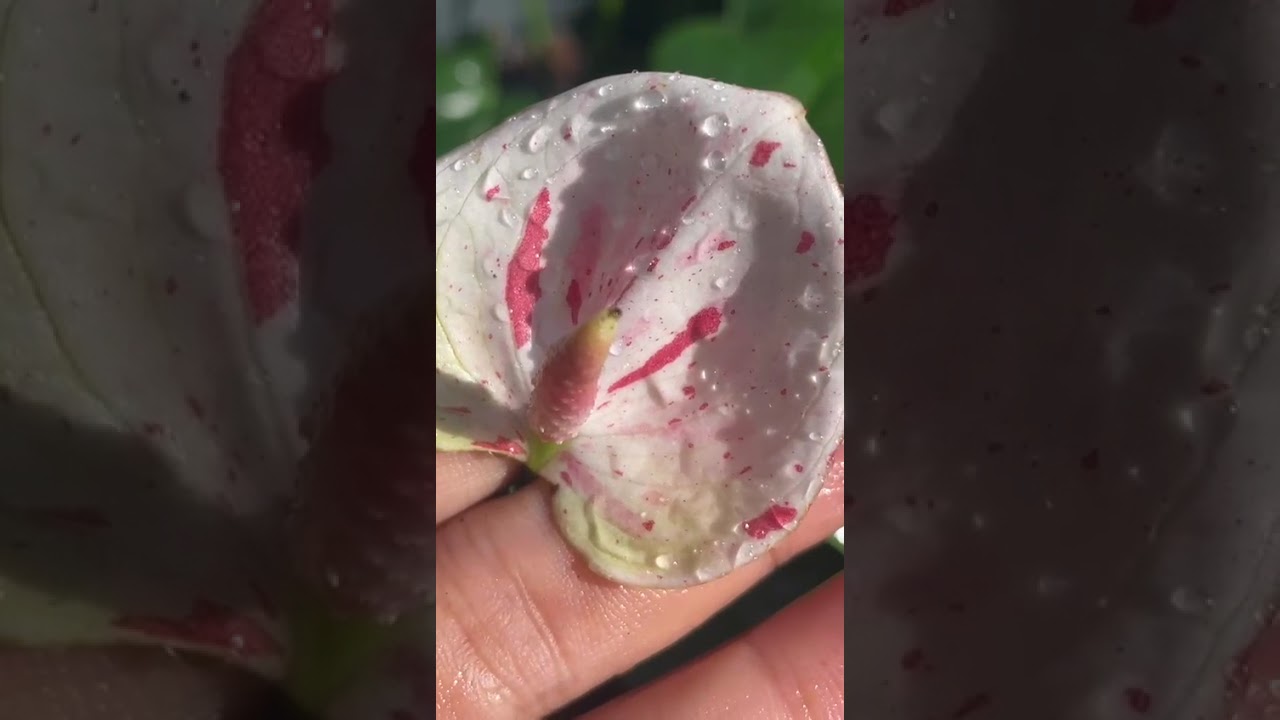 8 March   සුන්දර දිරිය කතුන් හැමෝටම සුභ පැතුම්#fypviral#gardenflowers#anthuriumwagawasin0765647812 