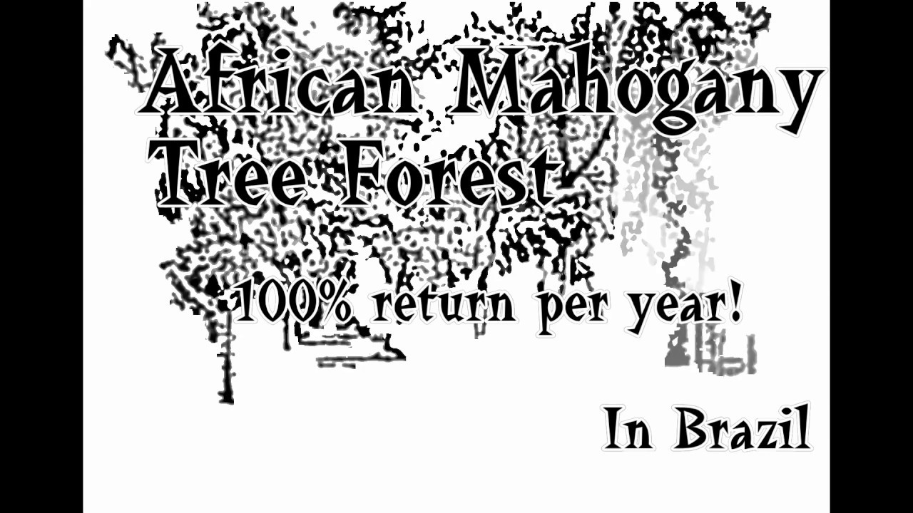 Cloned African Mahogany in Brazil YouTube