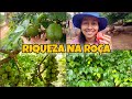 MUITA FARTURA NA ROÇA | PÉS DE FRUTAS FLORINDO E PRODUZINDO