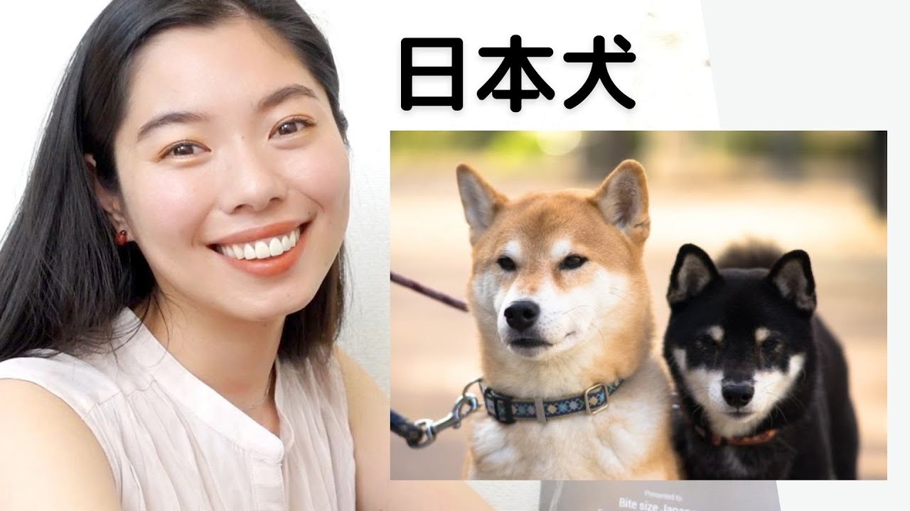 283 日本犬が好きー！しば、あきたetc 🐶 #日本語ポッドキャスト - YouTube