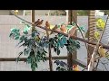 Colony breeding Gouldian FInches