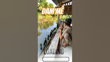 Vlog 1347 : Câu Cá Thì Già Trẻ Đều Đam Mê #nghisuave #fishing #câucá #đammêcâucá #mientay
