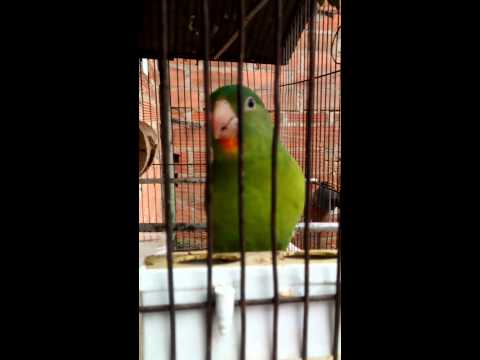 Noisy parakeets in a cage - Brotogeris jugularis - Pericos Ruidosos