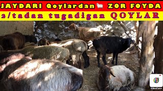 QOY🐑 boqish SIRLARI Jaydari EGIZCHIL Qoylardan🐑