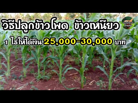วิธีปลูกข้าวโพดข้าวเหนียว ได้ไร่ละ 25,000-30,000 บาท