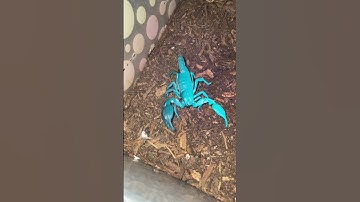 Thumbnail of Scorpions are so interesting