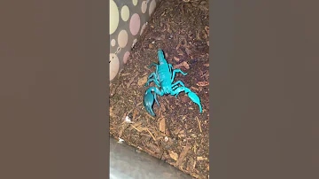 Scorpions Are So Interesting 