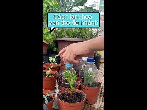 Video: Tưới Cúc vạn thọ Cape: Mẹo để Tưới nước cho Hoa cúc vạn thọ