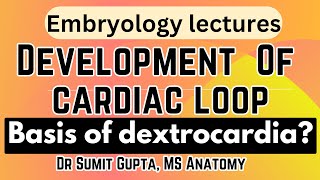 Formation of cardiac looping | Bulboventricular loop | Dextrocardia | Embryology