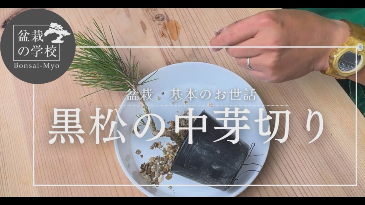 黒松の育て方 – 盆栽妙 本店
