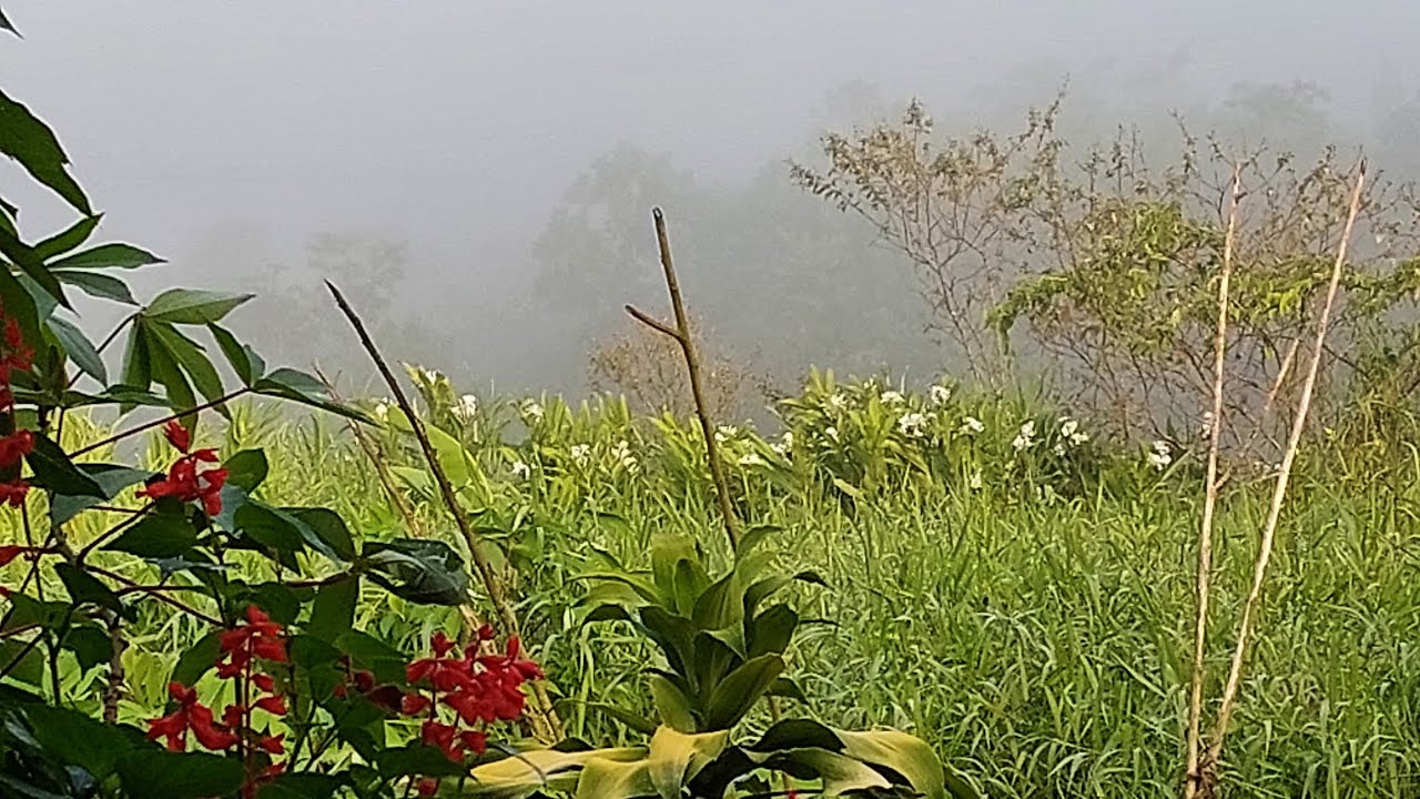 Olá! Bem vindos! A mais um vídeo rosa do deserto nova,cacto que muito tempo não florescia 