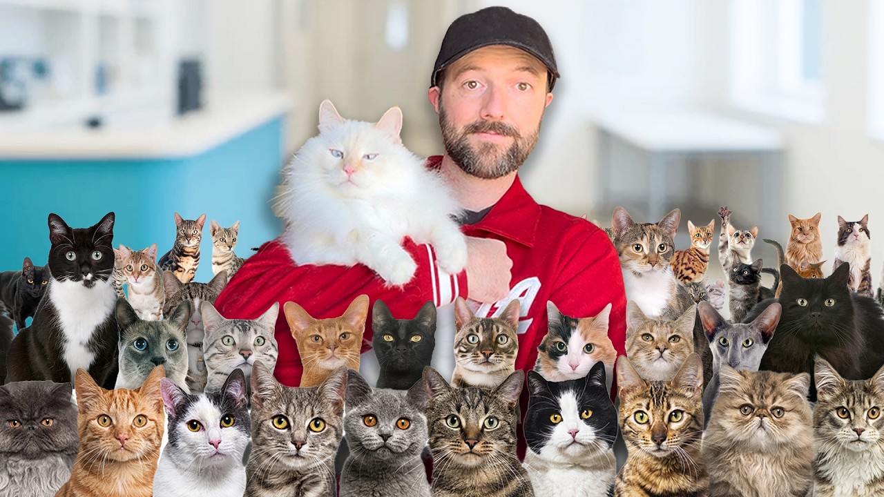 Inside a Massive Cat Hospital (Thousands of Cats)