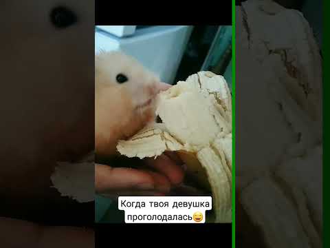 Ти не ти