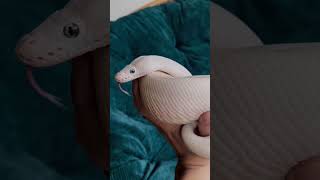 Ball Python Genetics Projects - BEL