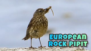 European Rock Pipit at Lizard Point, Cornwall