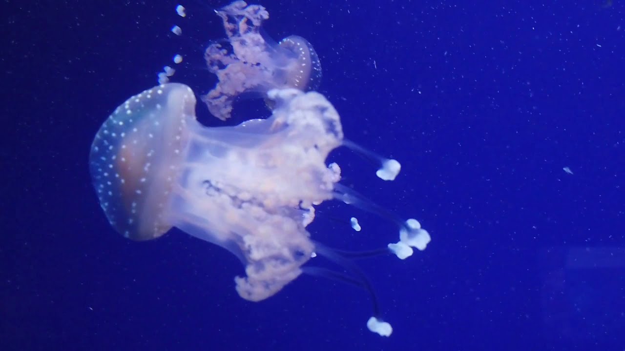 jellyfish jellyfish video jellyfish videos for kids jellyfish