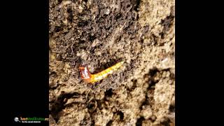 Yellow Mealworm