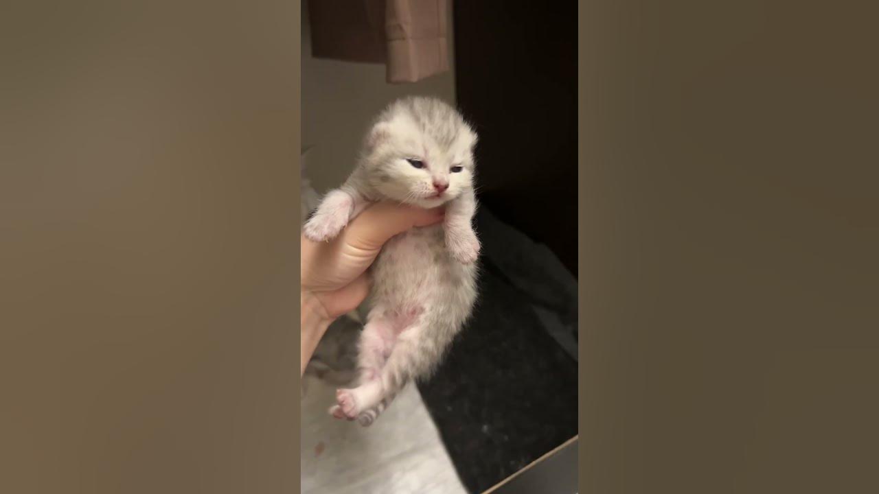 Когда у котят открываются глазки ? - YouTube