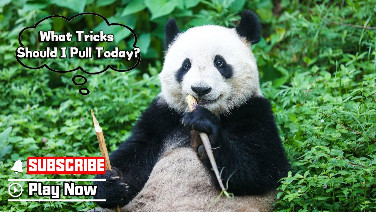 【Panda Billboard】Episode 269 Pandas Are Full Of Marvelous Ideas | iPanda