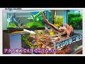 【全１０作】アクア始めて１年間で立ち上げた水槽を一挙ご紹介　果たして１年間で成長したのか？
