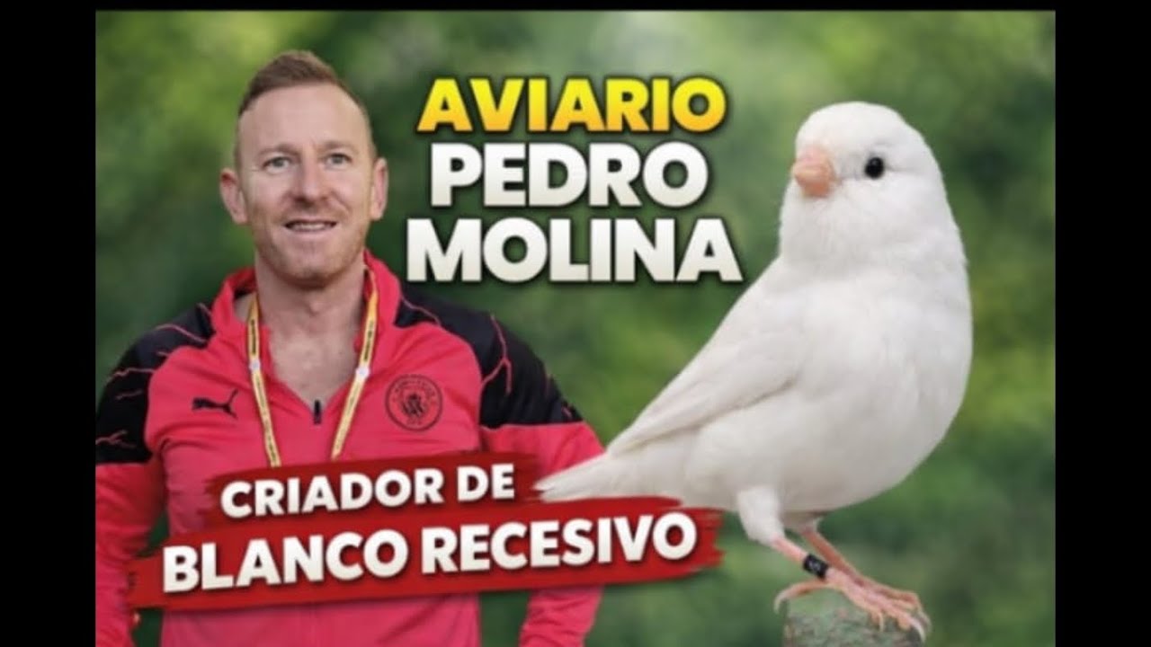 AVIARIO PEDRO MOLINA CRIADOR DE BLANCO RECESIVO