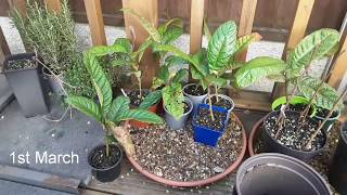 Japanese loquat UK, repotting my seedlings