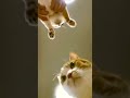 Miau Miau🤣❤️🐱#cute#funnycats#cat#dance#akım