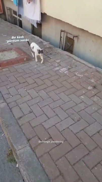 Halal cat✅❤️
