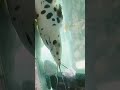 catfish funny video malayalam #shortvideo#edit#catfish#malayalam#